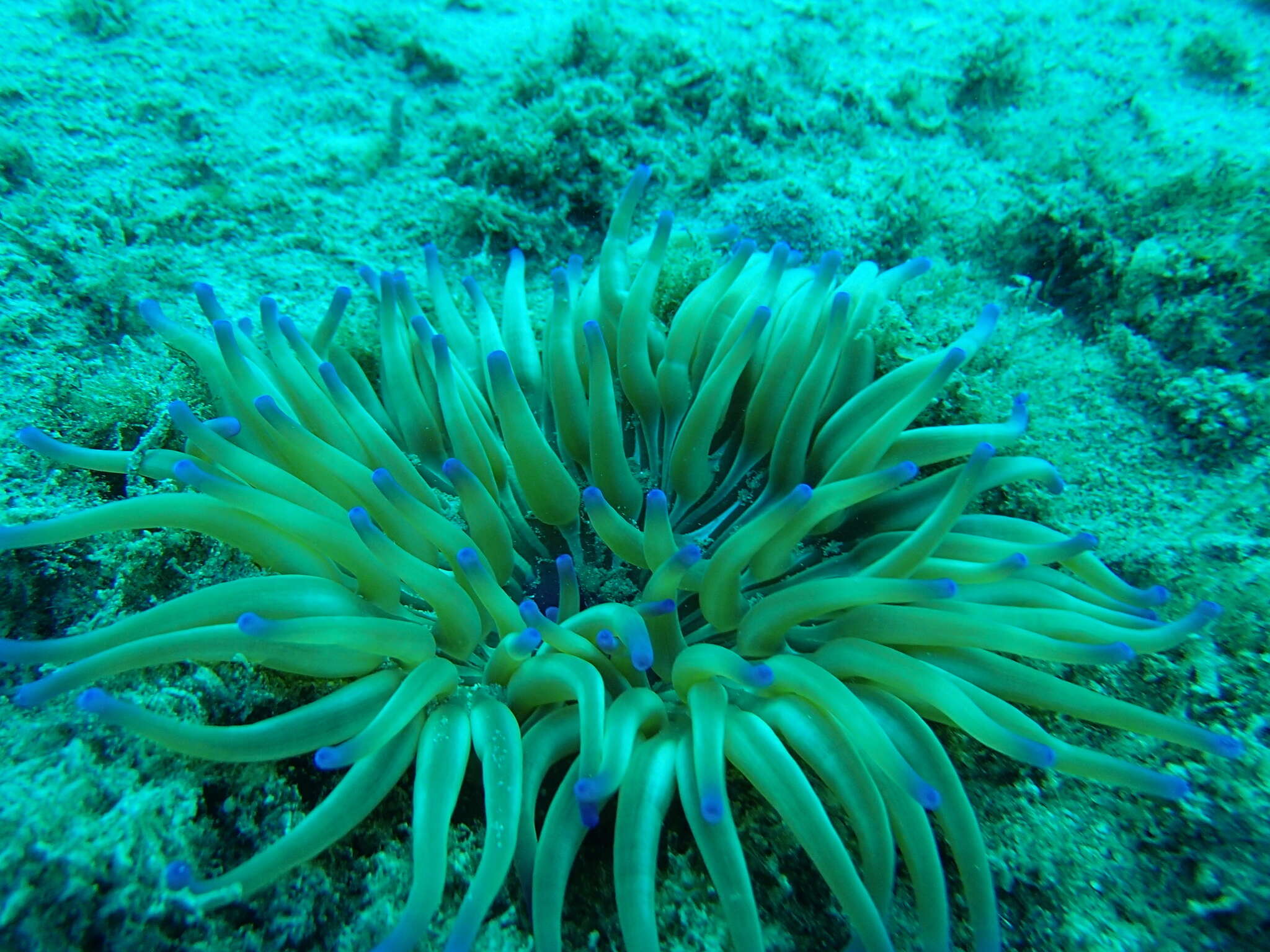 Image of Golden anemone