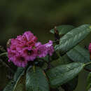 Image of Rhododendron kesangiae D. G. Long & Rushforth