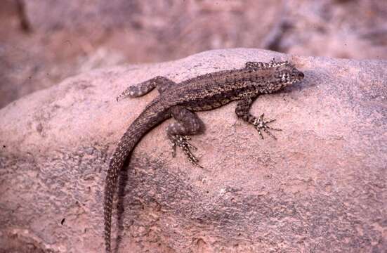 Plancia ëd Microlophus barringtonensis (Baur 1892)