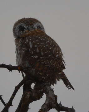 Image of Pearl-spotted Owlet