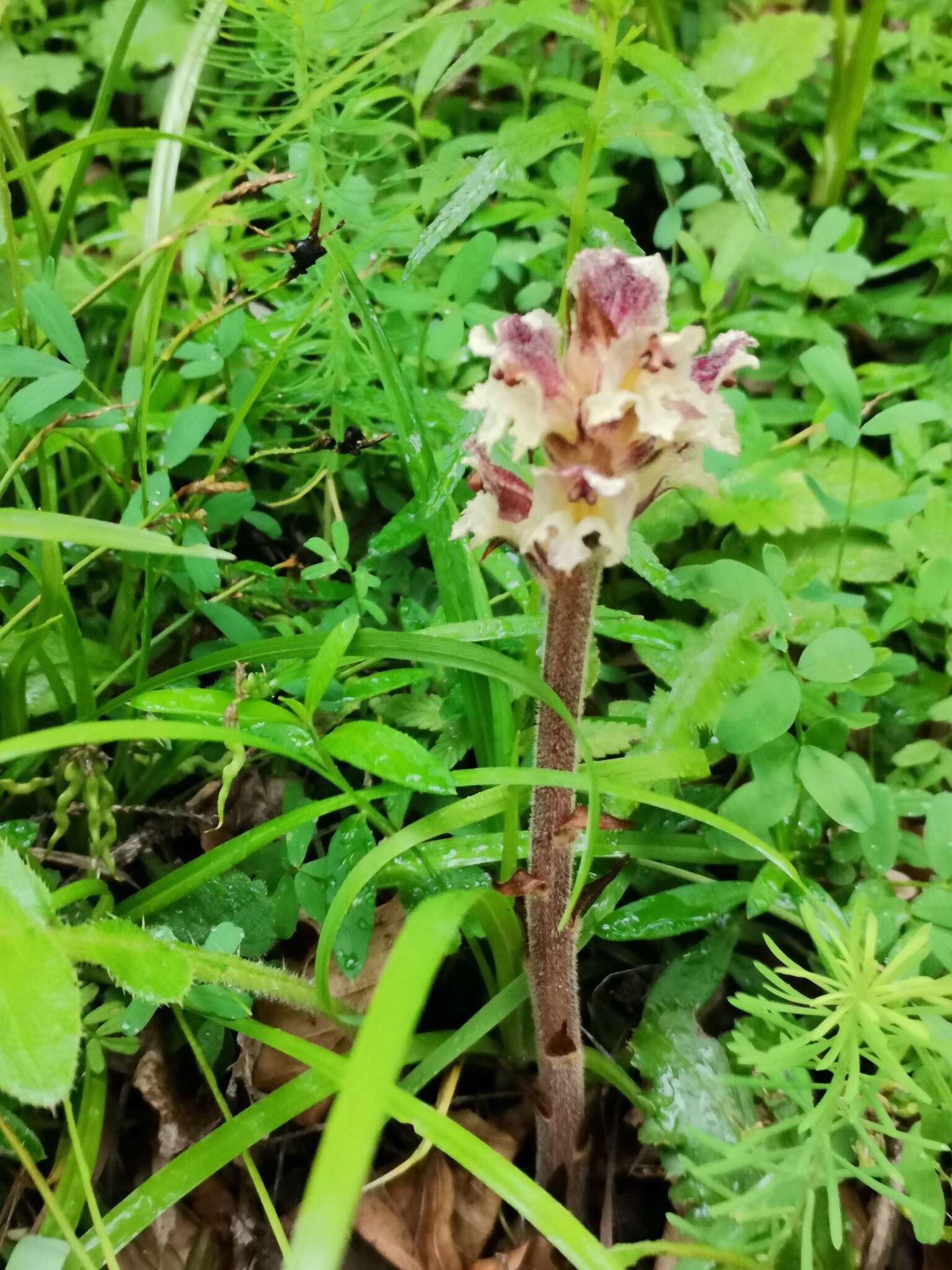 Imagem de Orobanche reticulata Wallr.