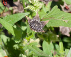 Image of crested anoda