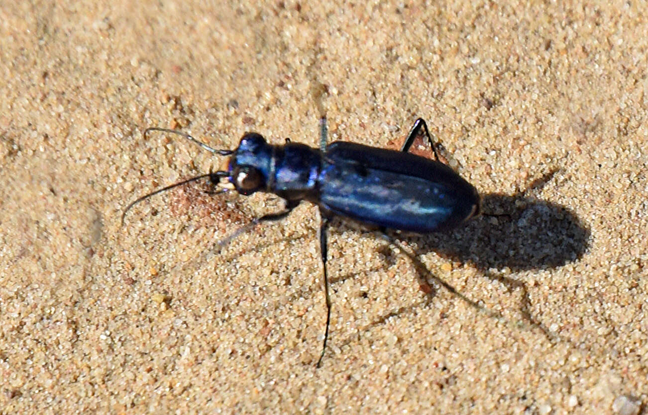 Image of Cicindela (Cicindelidia) nigrocoerulea nigrocoerulea Le Conte 1846