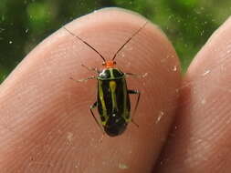 Image of Poecilocapsus