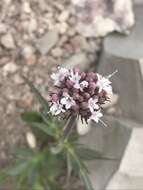 Imagem de Valeriana capitata Link