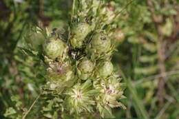 Image of Leucadendron spissifolium subsp. natalense (Thode & Gilg) I. Williams