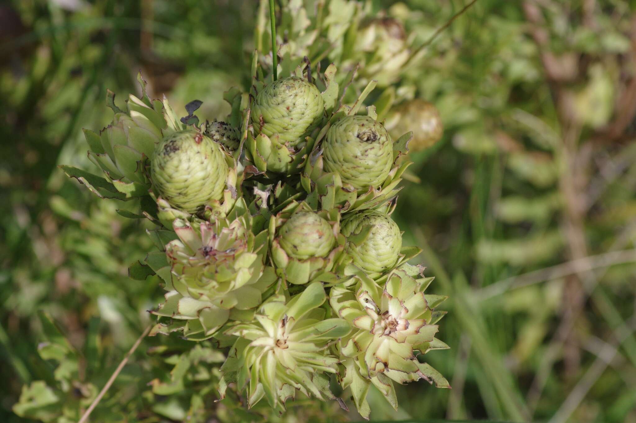 Image of Leucadendron spissifolium subsp. natalense (Thode & Gilg) I. Williams