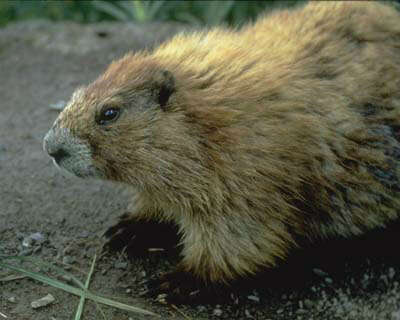 Image of Olympic Marmot