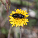 Image of Osmia montana quadriceps Cresson 1878