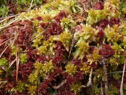 Image of Prairie sphagnum moss