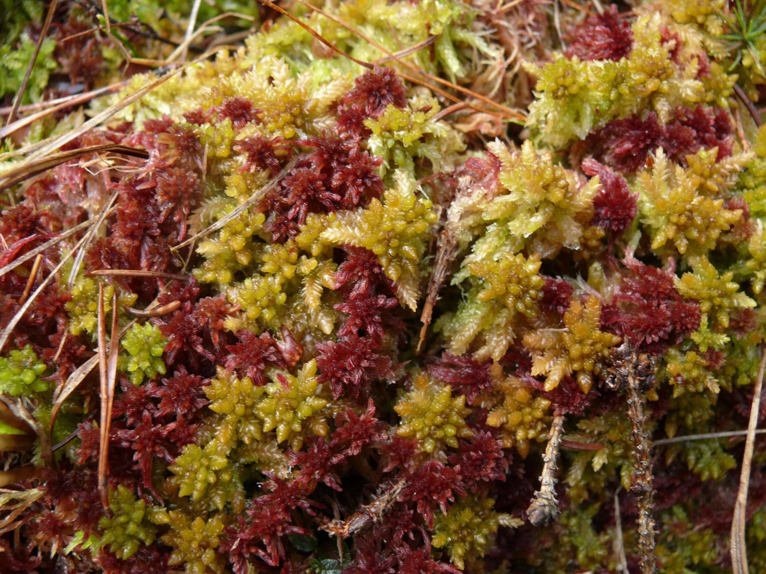 Image of Prairie sphagnum moss