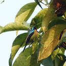 Image of Ruby-cheeked Sunbird