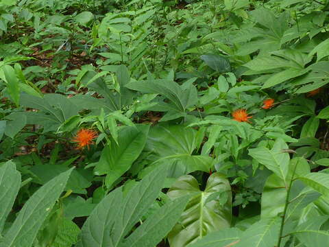 Image of Gurania makoyana (Lam.) Cogn.