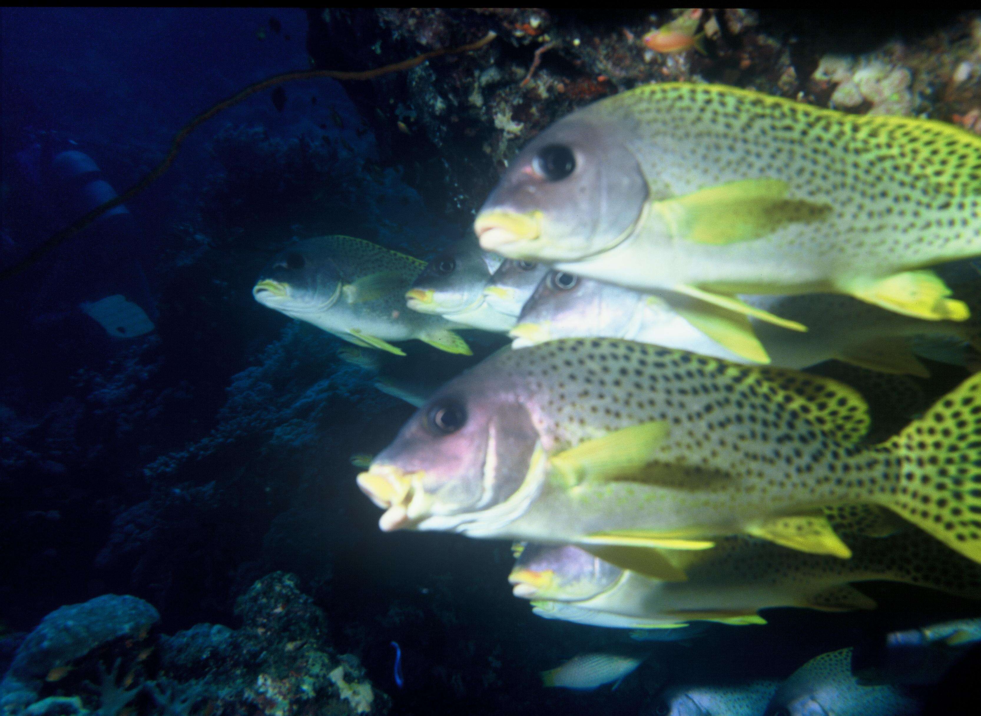 Image of Black-spotted grunt