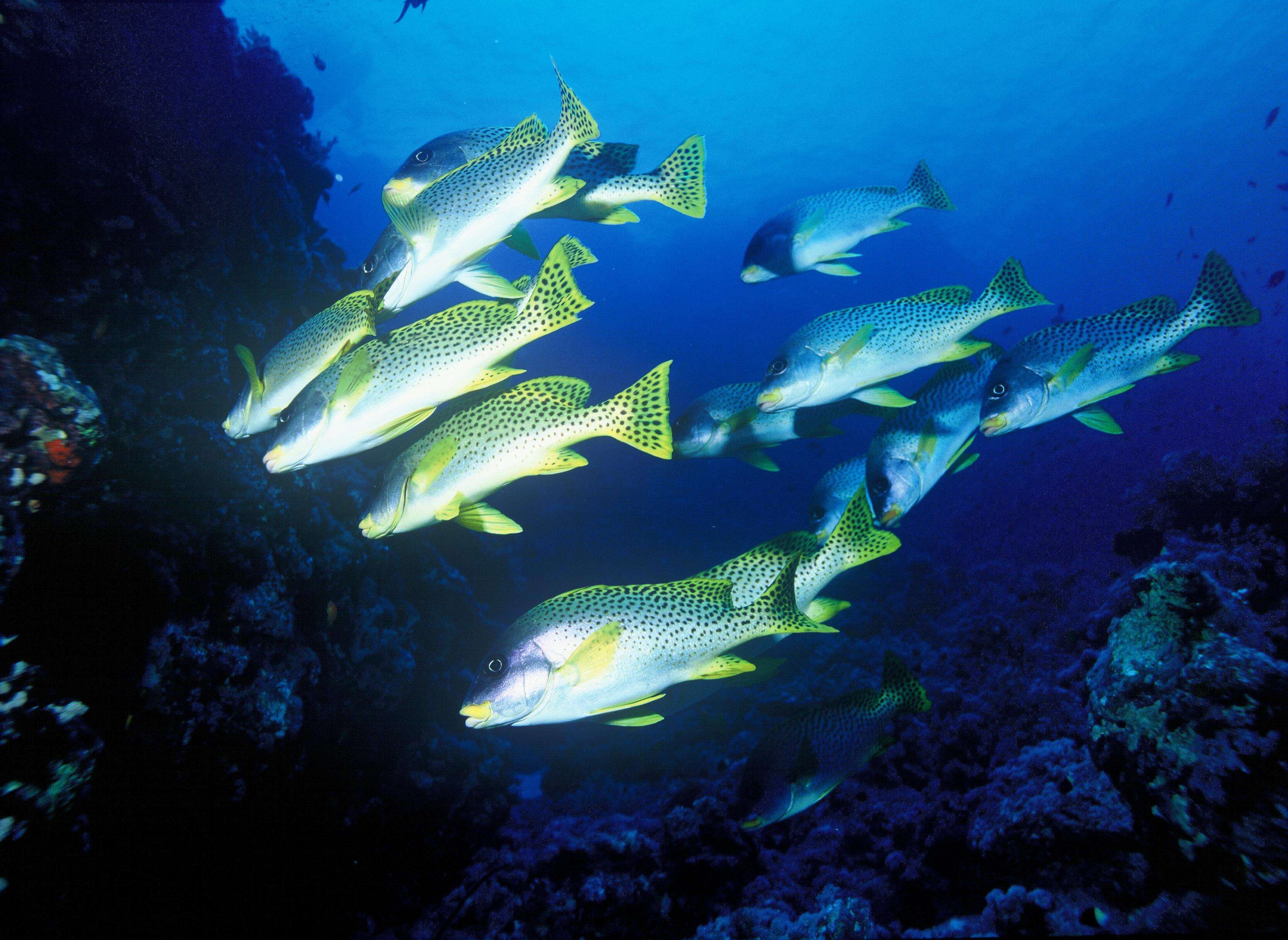 Image of Black-spotted grunt