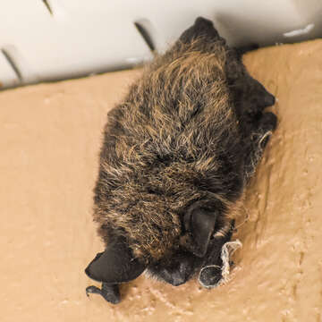 Image of Long-eared Myotis