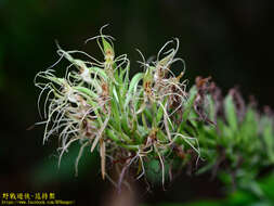 Habenaria pantlingiana Kraenzl. resmi