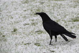 Image of Carrion Crow