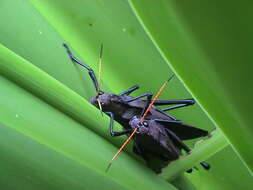 Image of lubber grasshopper