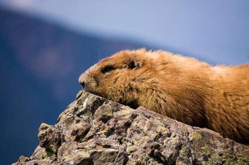 Image of Olympic Marmot