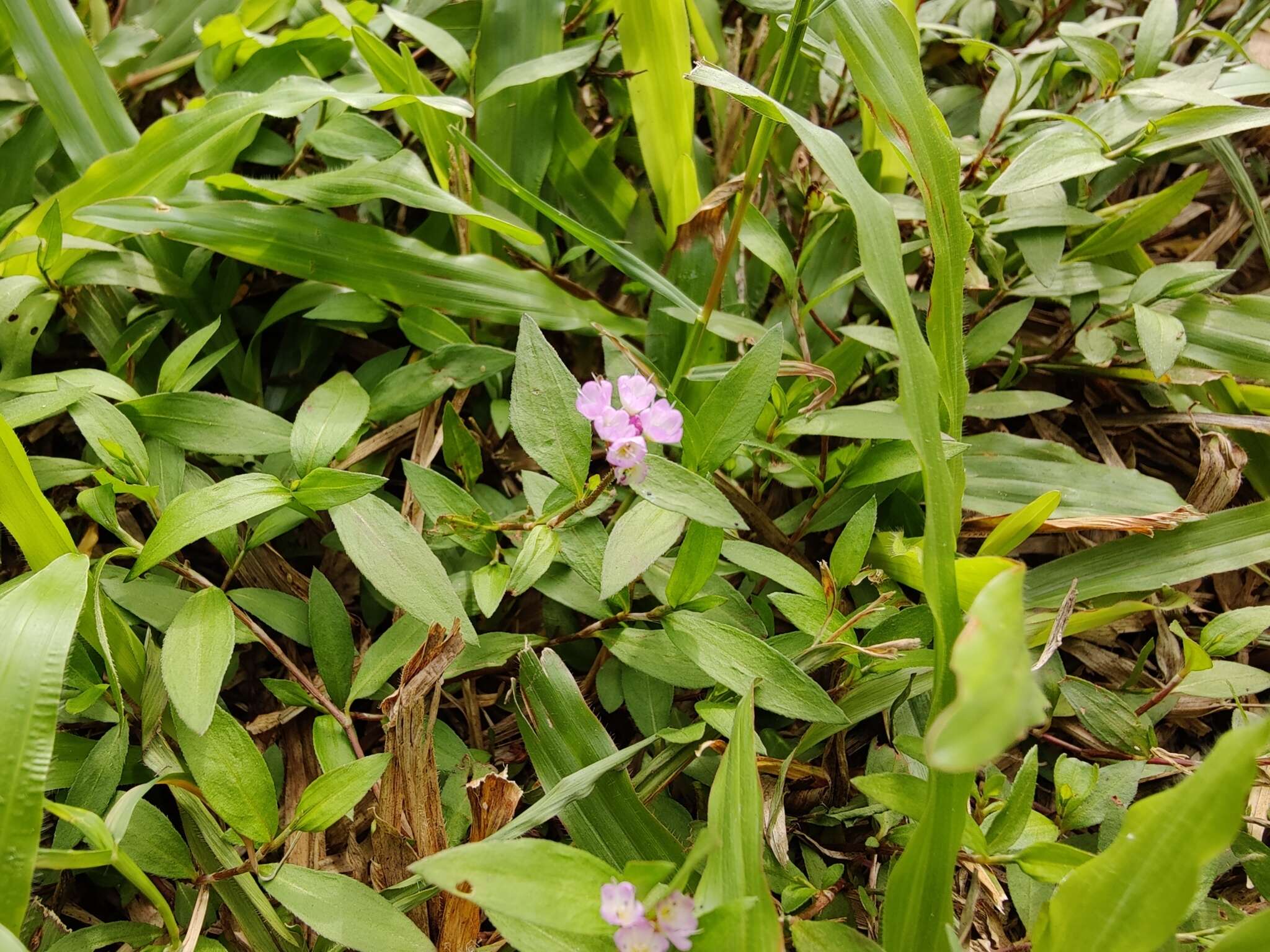 Image de <i>Persicaria criopolitana</i>