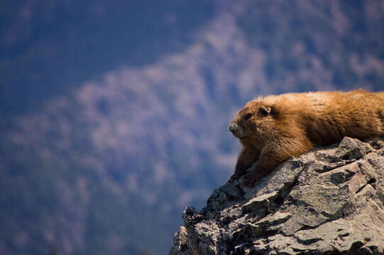 Image of Olympic Marmot