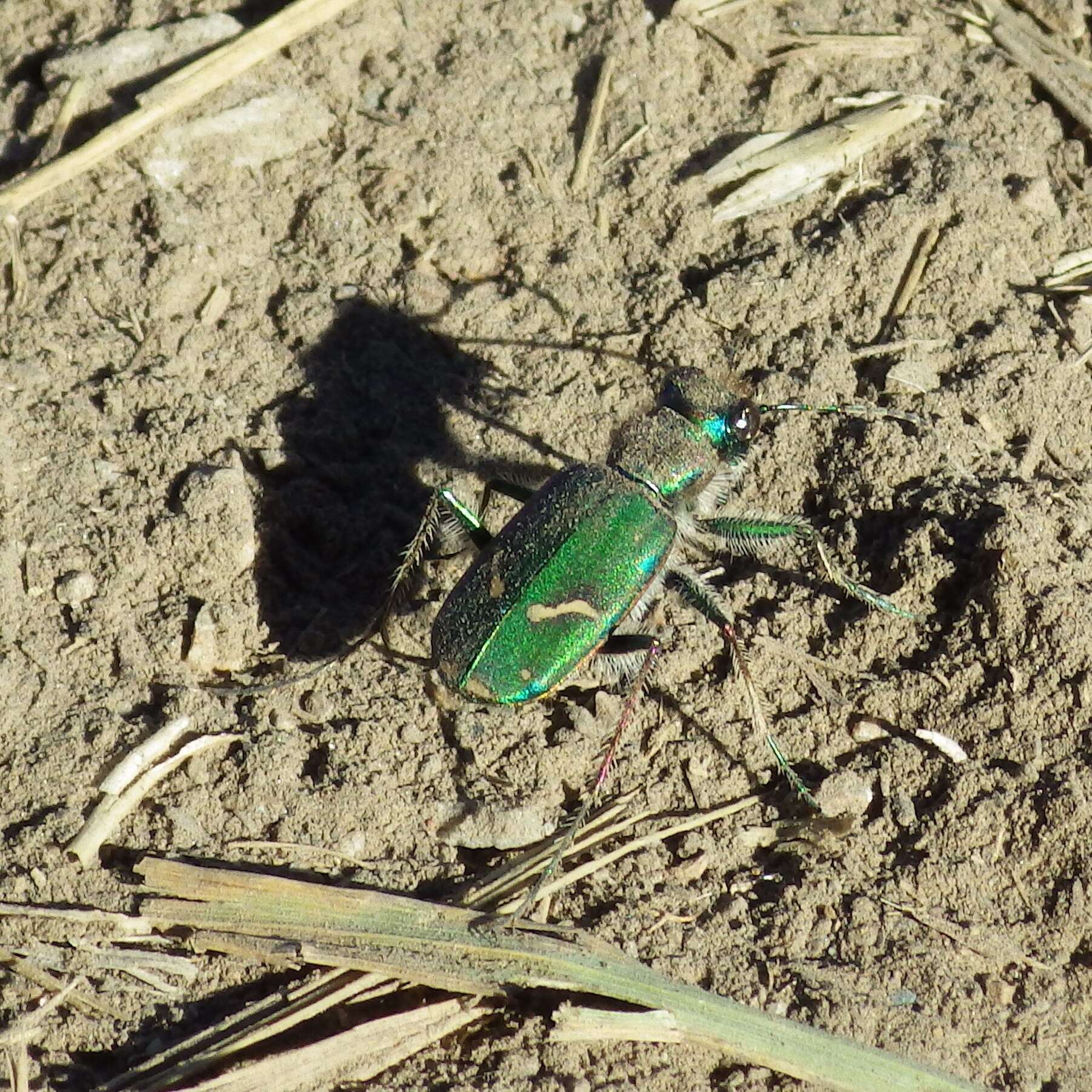 Image of Purple Tiger Beetle