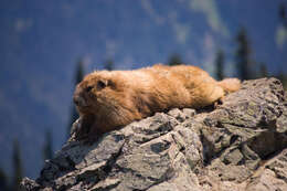 Image of squirrels, dormice, and relatives