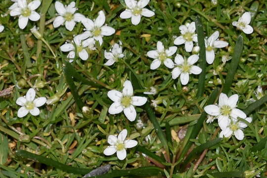 Image of Arenaria bourgaei Hemsl.