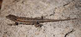 Image of common side-blotched lizard