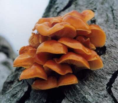 Plancia ëd Flammulina velutipes (Curtis) Singer 1951