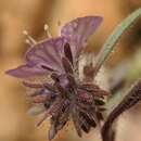 Sivun Phacelia exilis (A. Gray) G. J. Lee kuva