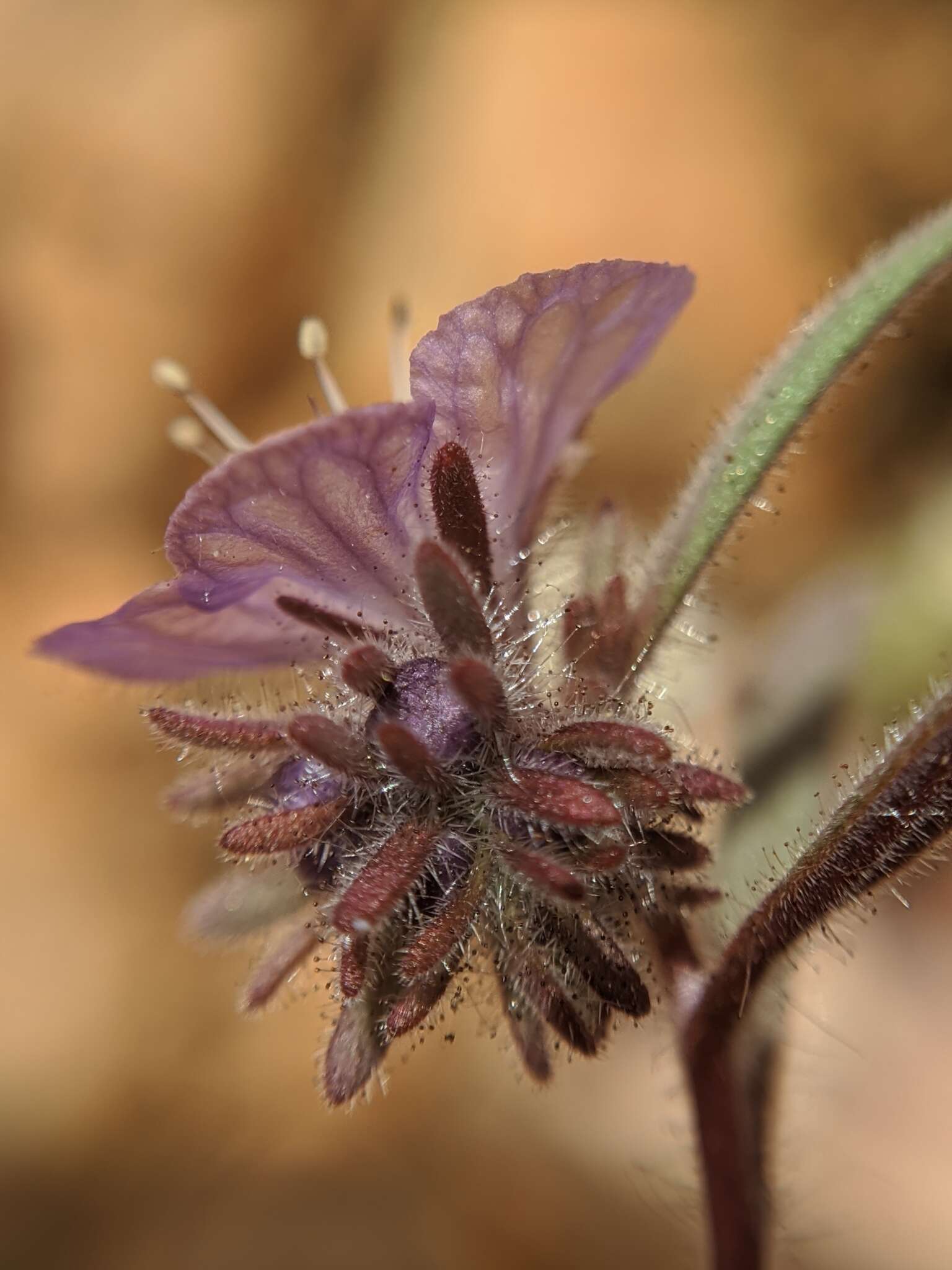 Phacelia exilis (A. Gray) G. J. Lee的圖片