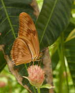 Image of Dryas