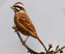 Image of Meadow Bunting