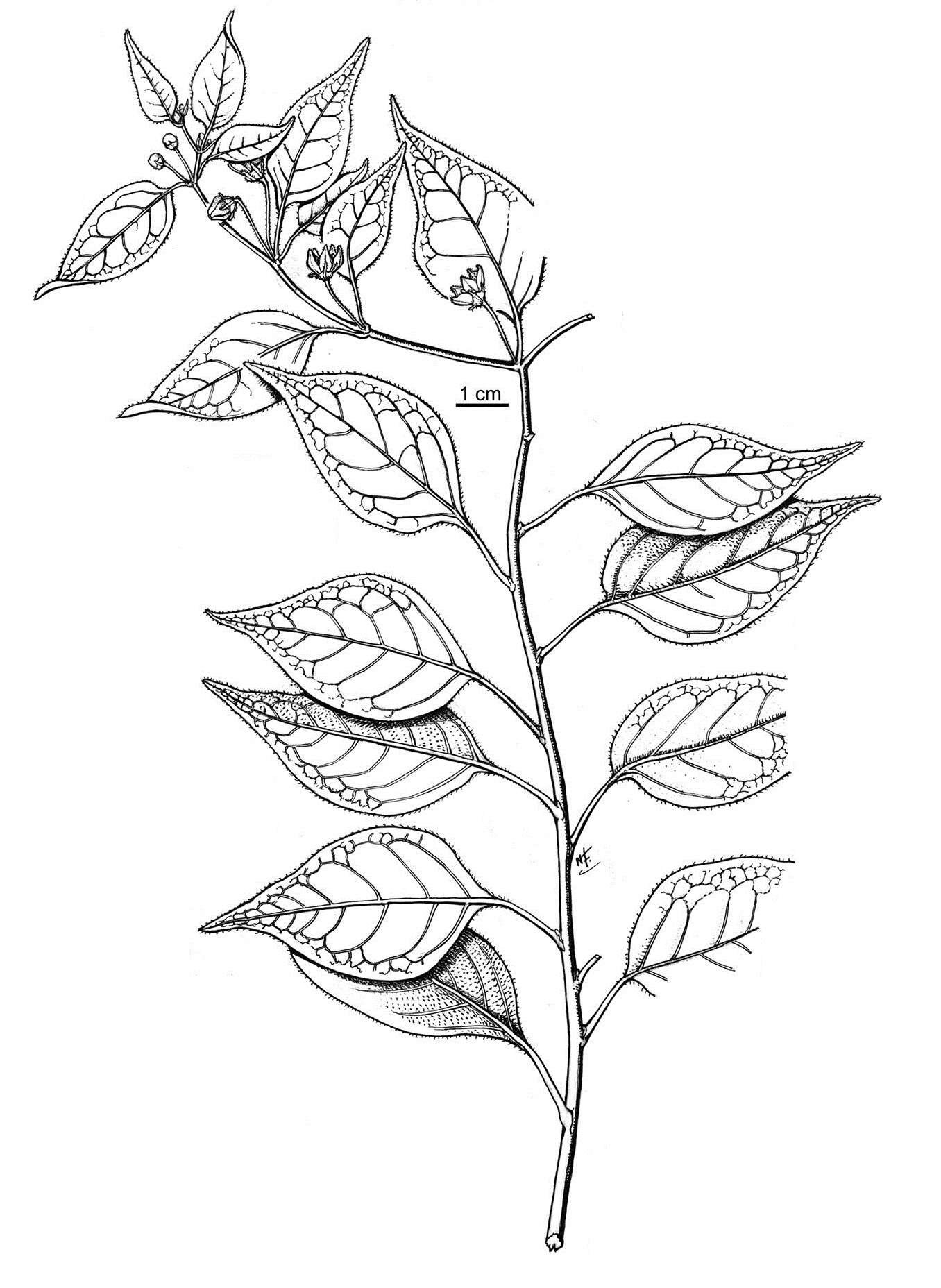 Image of Capsicum eximium A. T. Hunziker