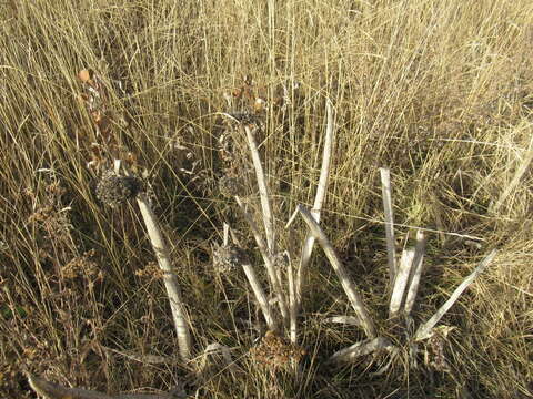 Image of welsh onion