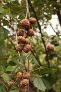 Image of Rhoicissus tridentata subsp. cuneifolia (Eckl. & Zeyh.) N. R. Urton