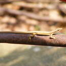 Image of Kuhne’s Grass Lizard