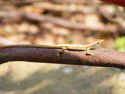 Image of Kuhne’s Grass Lizard