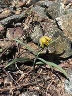 Image of Siskiyou fritillary