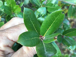 Слика од Quercus parvula var. shrevei (C. H. Mull.) Nixon