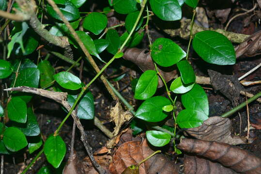 Слика од Ficus aurantiaca var. parvifolia