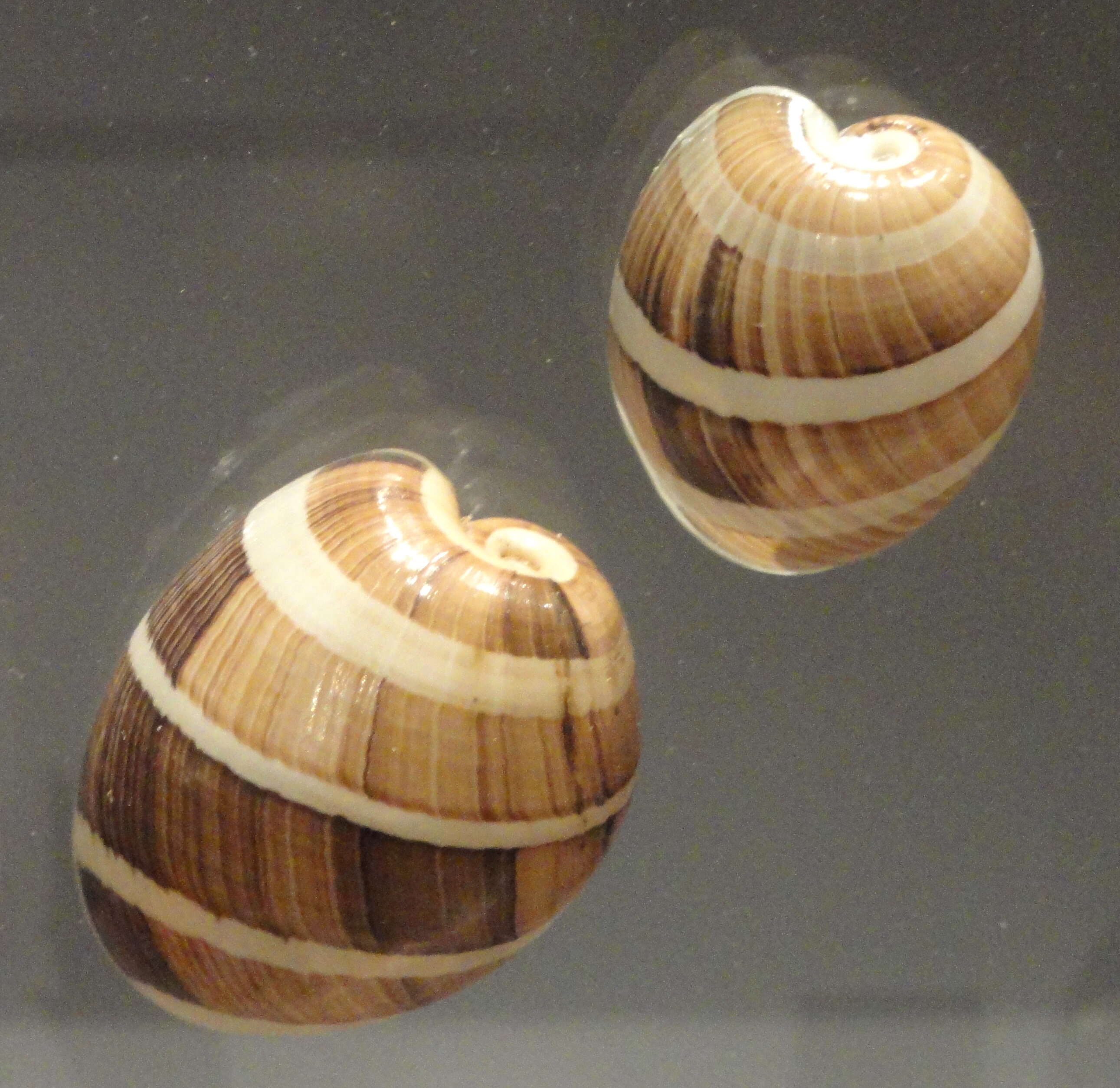 Image of white-banded bubble