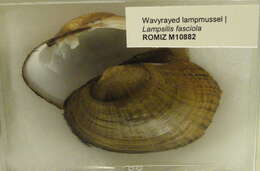 Image of Wavyrayed Lampmussel