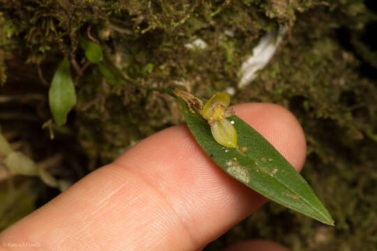 Image of Pleurothallis dorotheae Luer