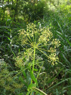 Image of European Waterhemlock