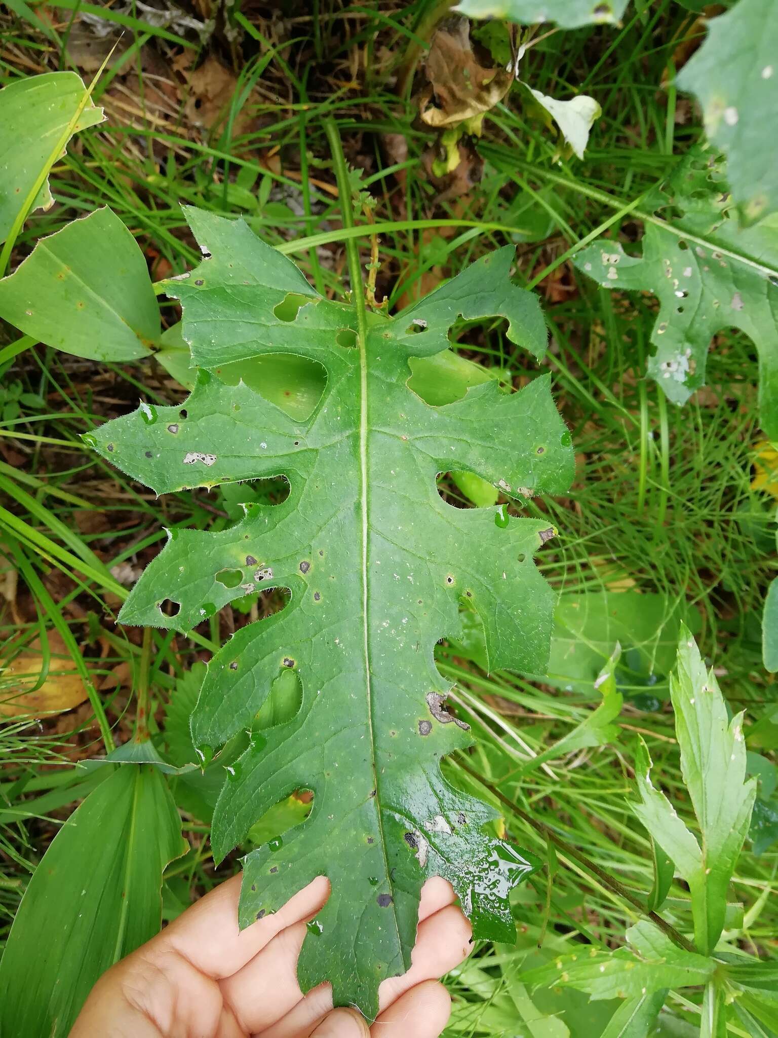 Image of Saussurea recurvata (Maxim.) Lipsch.