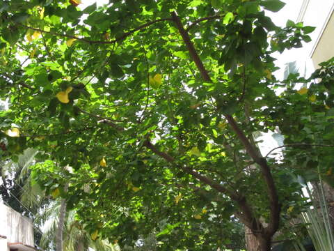 Image of Portia tree