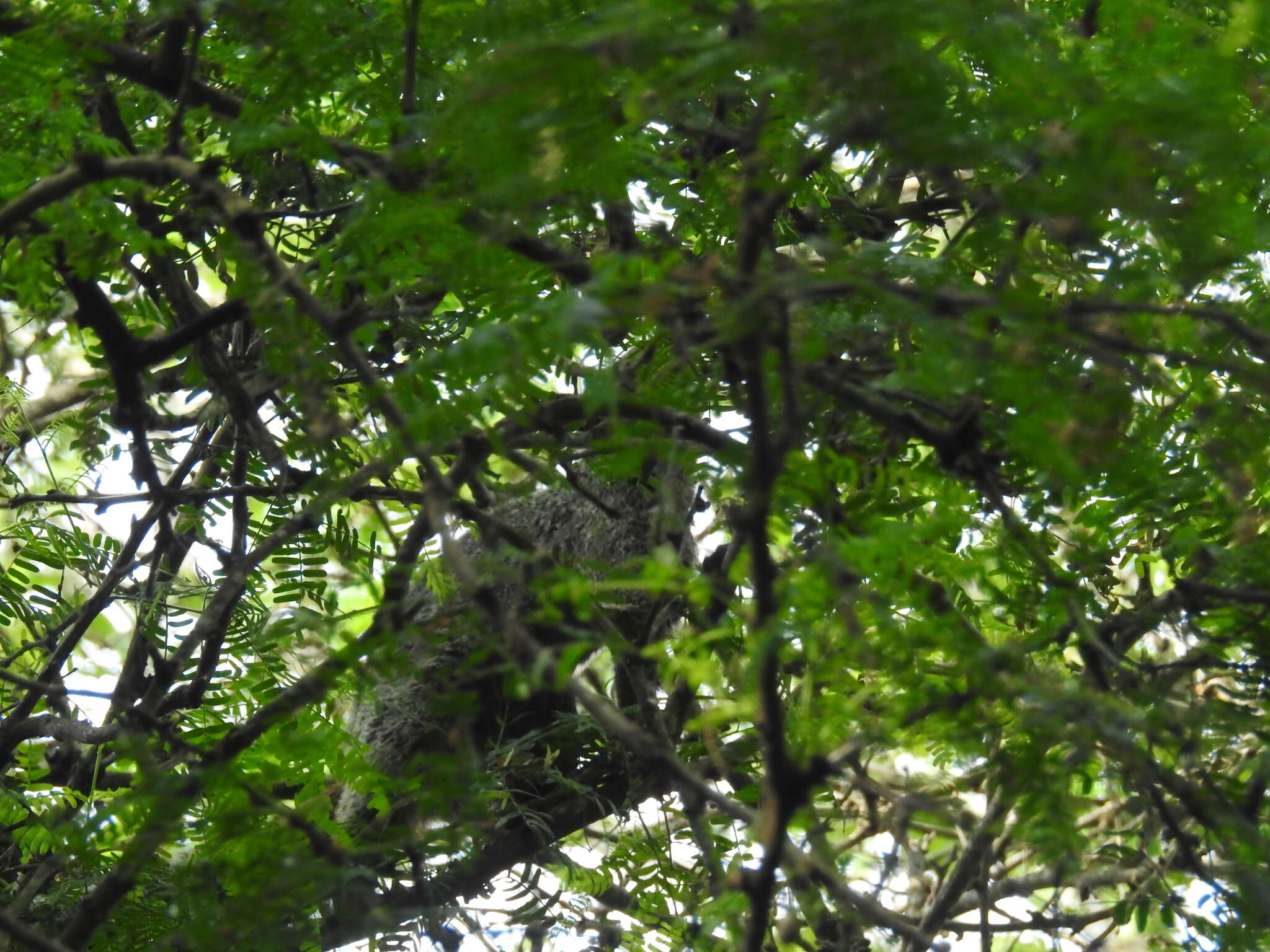 Image of Guayaquil Squirrel